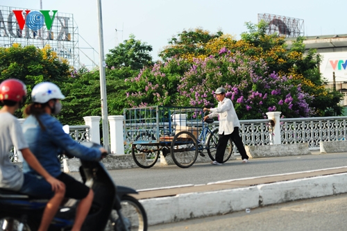 Huế đẹp dịu dàng trong những sắc hoa mùa hạ