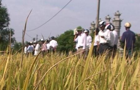 Hội thảo đánh giá các giống lúa thuần chủng triển vọng