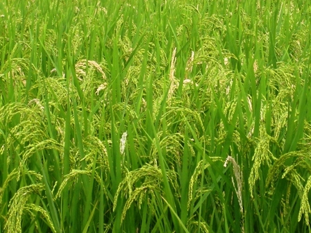 TT-Huế: Giá lúa giảm mạnh, nông dân gặp khó