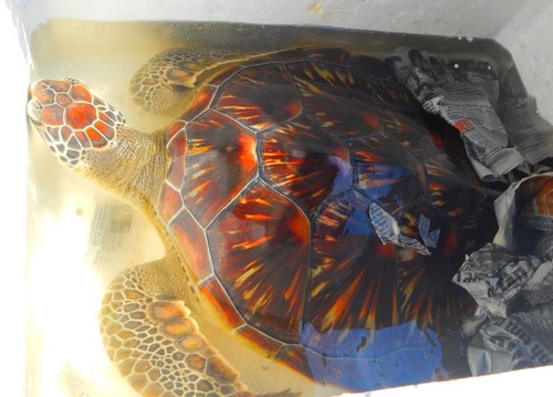 Cứu hộ cá thể rùa trôi dạt vào bờ biển Thừa Thiên Huế