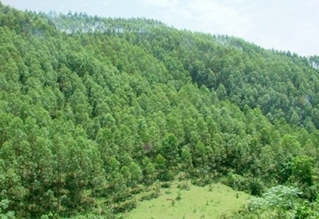 Huyện Phú Lộc triển khai hỗ trợ cấp chứng chỉ rừng bền vững