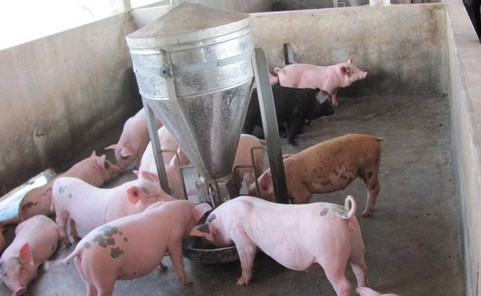 Xây dựng mô hình chăn nuôi gia trại lợn nái lai F1 và lợn thương phẩm 3/4 máu ngoại