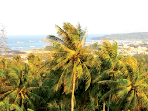 Chuyện cây dừa trên đảo Phú Quý