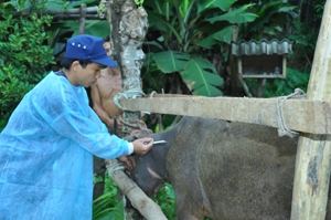 Hoàn thành kế hoạch tiêm phòng vắc xin Lở mồm long móng đợt 2 năm 2015