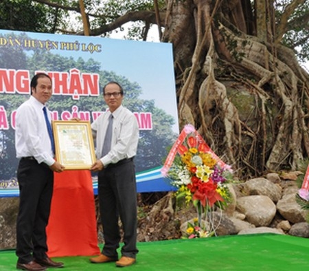 Đón nhận Bằng công nhận Cây Di sản Việt Nam cho cây đa Đá Bạc