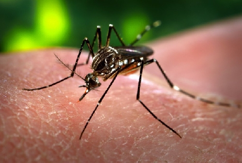 Công tác phòng chống dịch bệnh do virus Zika tại Cảng hàng không Quốc tế Phú Bài