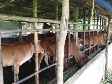 A Lưới: Xây dựng thành công mô hình chăn nuôi bò theo hướng bán thâm canh với đàn bò đạt chất lượng