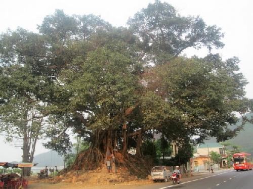 Huế có cây di sản thứ ba