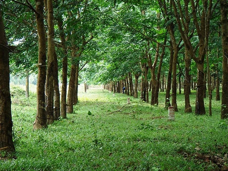 Thành lập Quỹ bảo vệ và phát triển rừng cấp xã