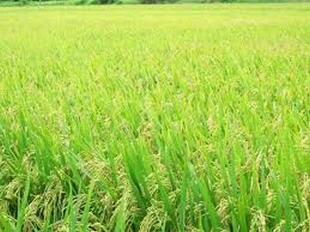Thừa Thiên Huế: Năng suất lúa vụ Đông Xuân ước đạt 60,3 tạ/ha