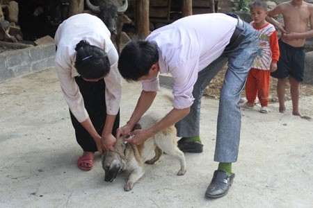 Tăng cường phòng, chống bệnh Dại trên động vật