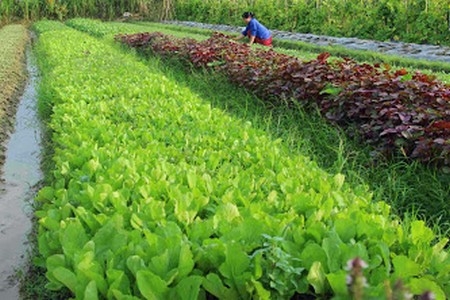 Tập đoàn Vingroup-Công ty CP đầu tư dự án nông nghiệp ứng dụng công nghệ cao tại Hương Trà
