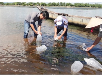 Thả tôm, cua giống tại các Khu bảo vệ thủy sản của các huyện Phong Điền và Quảng Điền