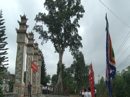 Công nhận cây di sản Việt Nam ở thôn Hạ Lang, xã Quảng Phú, Quảng Điền