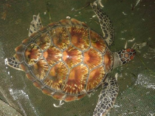 Thả cá thể rùa biển nặng 9,5 kg về bãi biển Hiền An 2
