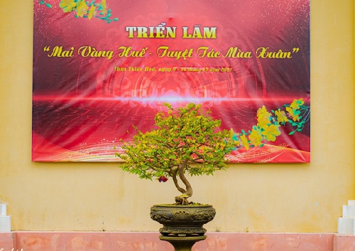 Triển lãm Mai vàng Huế - Tuyệt tác mùa xuân