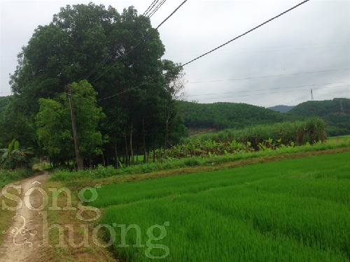 Chùm thơ Huỳnh Thị Quỳnh Nga