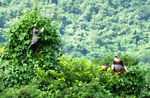Thành lập Khu Bảo vệ cảnh quan Bắc Hải Vân