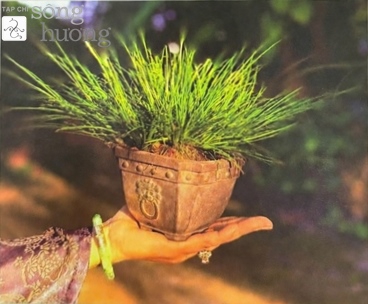 Có một loài cỏ thơm