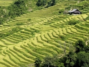 Khai mạc tuần lễ ''Ruộng bậc thang Mù Cang Chải'' 