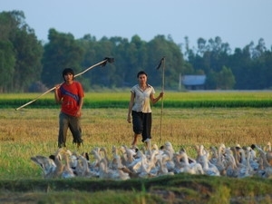 “Cánh đồng bất tận”: Hãy yêu thương, biết tha thứ