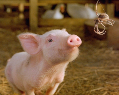 Nhện gợi cảm hứng cho tác giả ‘Charlotte's Web’